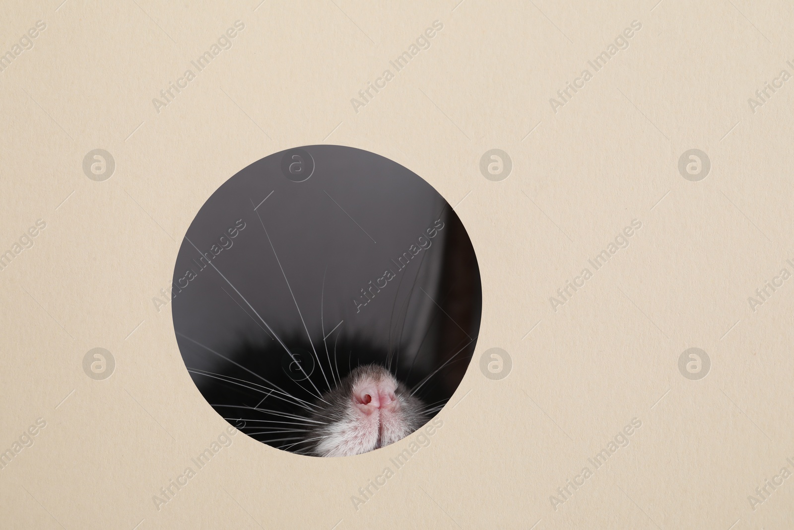 Photo of Cute rat looking through hole in beige paper sheet