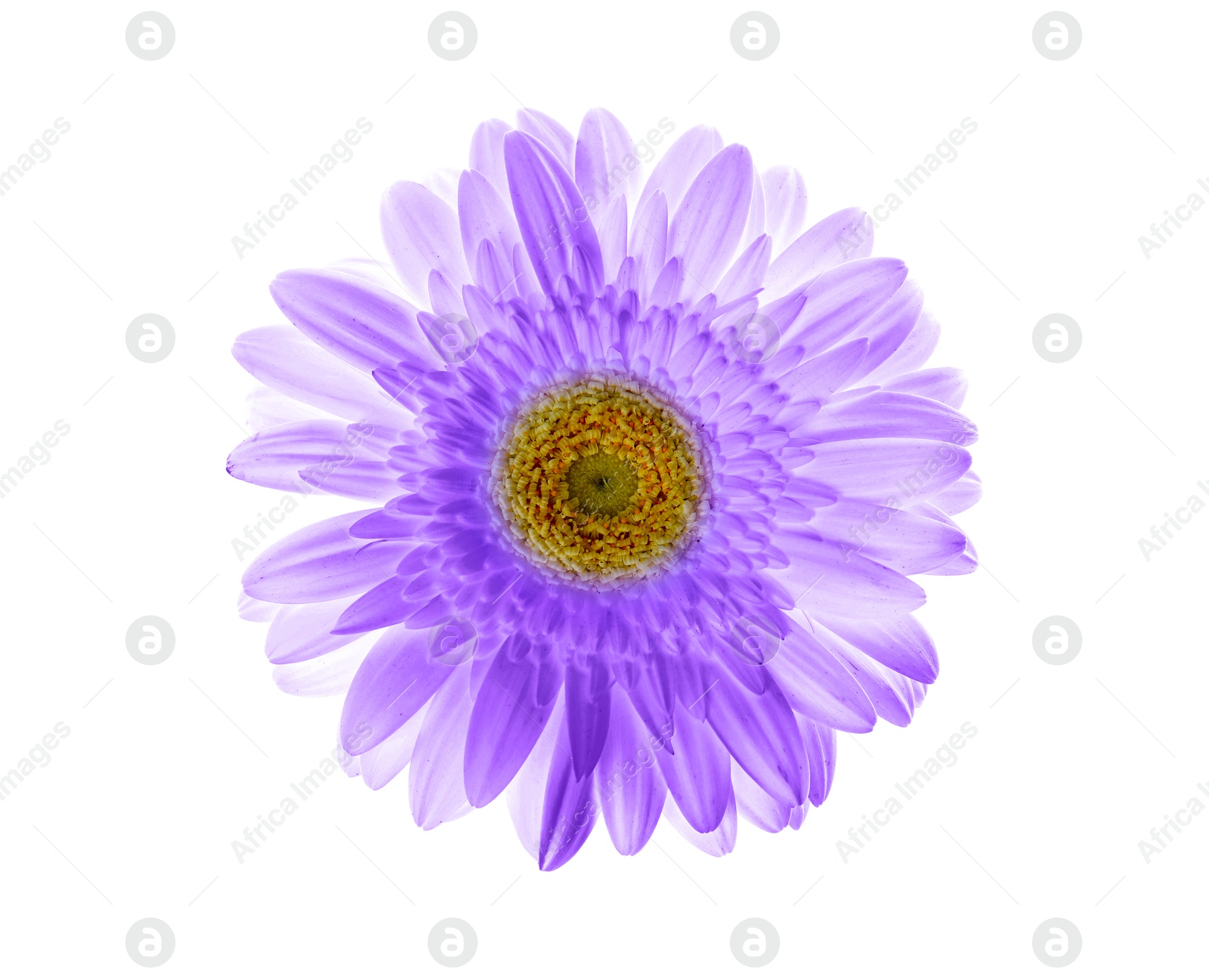 Image of Beautiful violet gerbera flower on white background