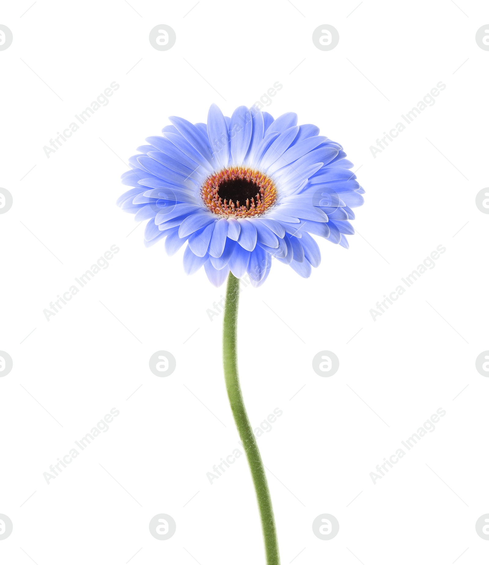 Image of Beautiful blue gerbera flower on white background