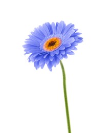 Beautiful blue gerbera flower on white background