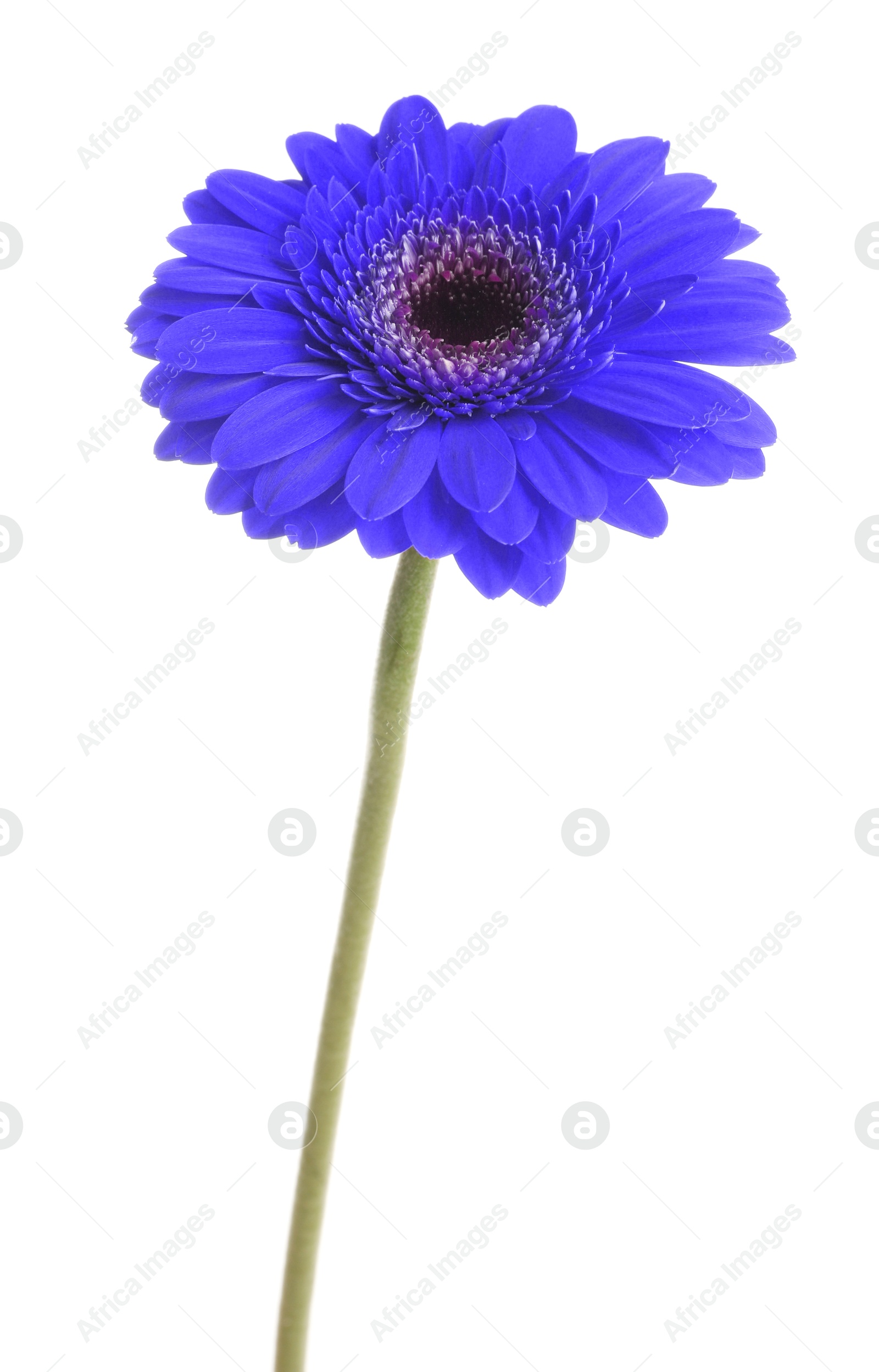 Image of Beautiful blue gerbera flower on white background