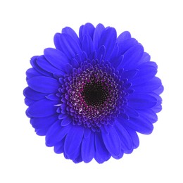 Image of Beautiful blue gerbera flower on white background