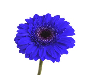 Beautiful blue gerbera flower on white background