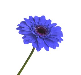 Image of Beautiful blue gerbera flower on white background