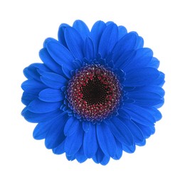 Image of Beautiful blue gerbera flower on white background