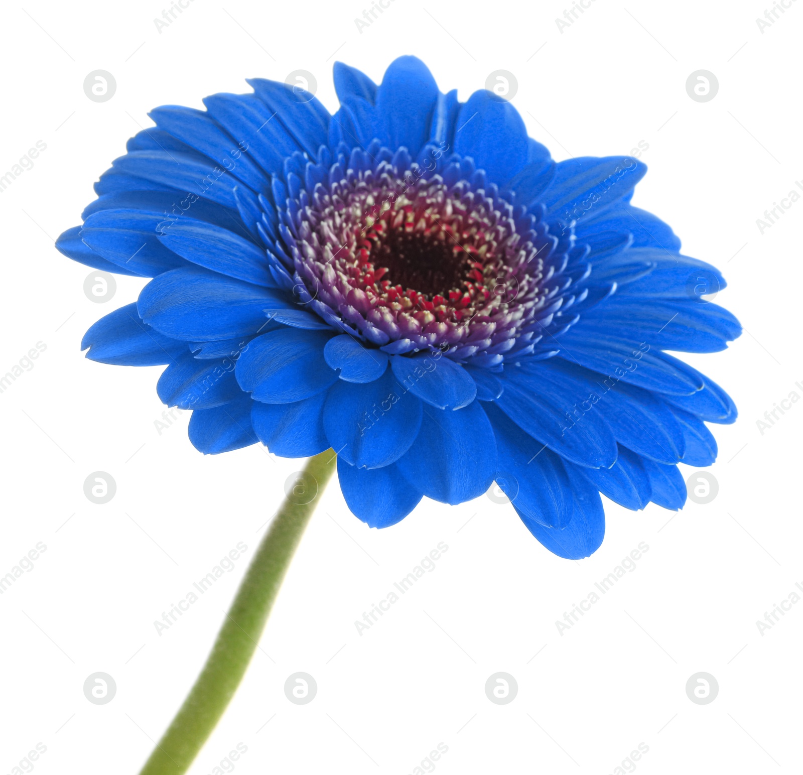 Image of Beautiful blue gerbera flower on white background