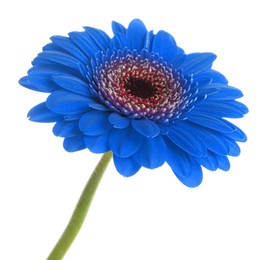 Image of Beautiful blue gerbera flower on white background