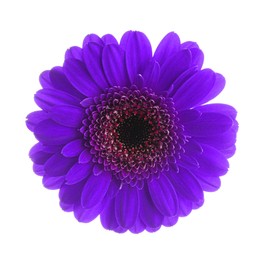 Image of Beautiful dark violet gerbera flower on white background