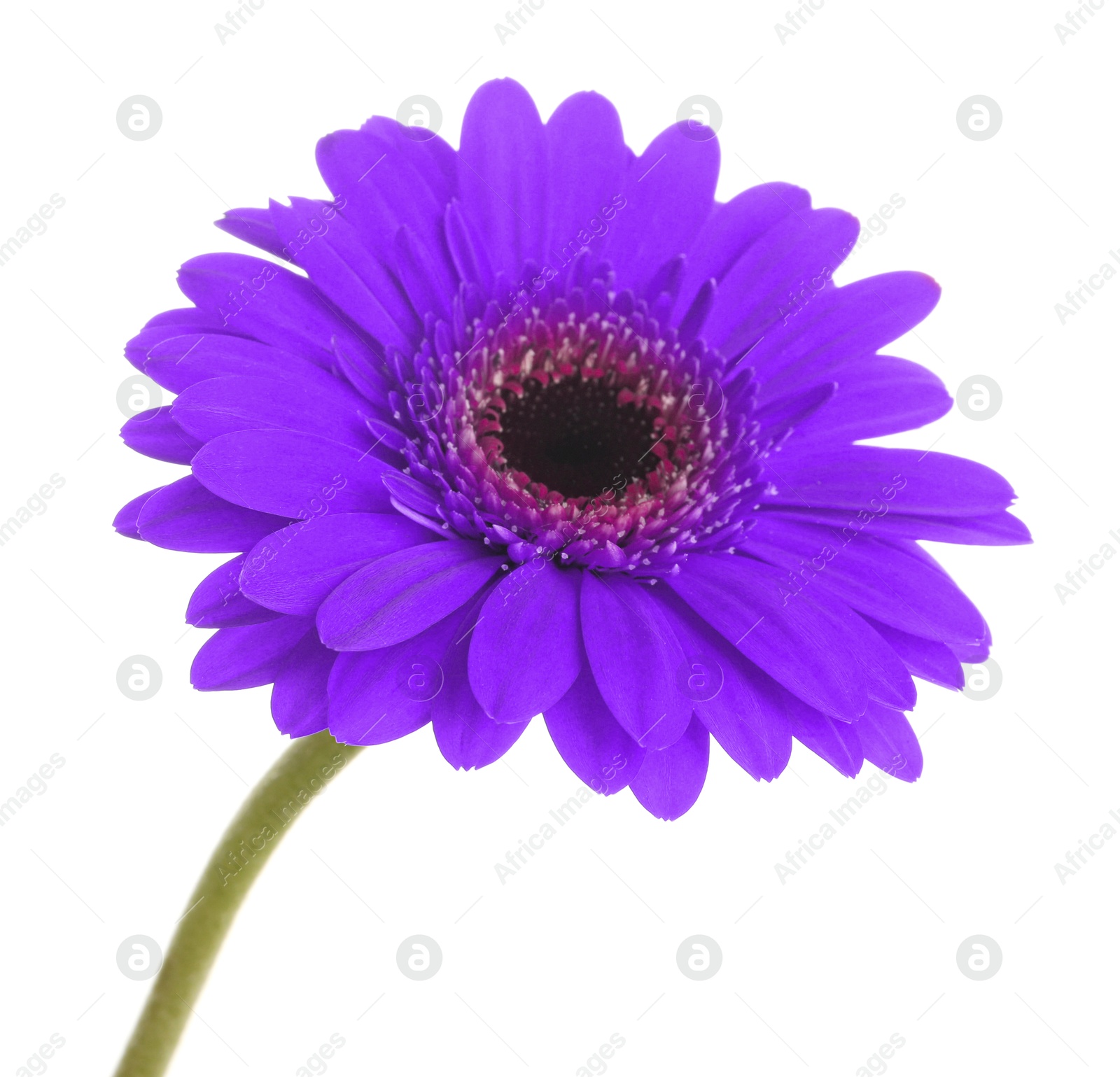 Image of Beautiful dark violet gerbera flower on white background