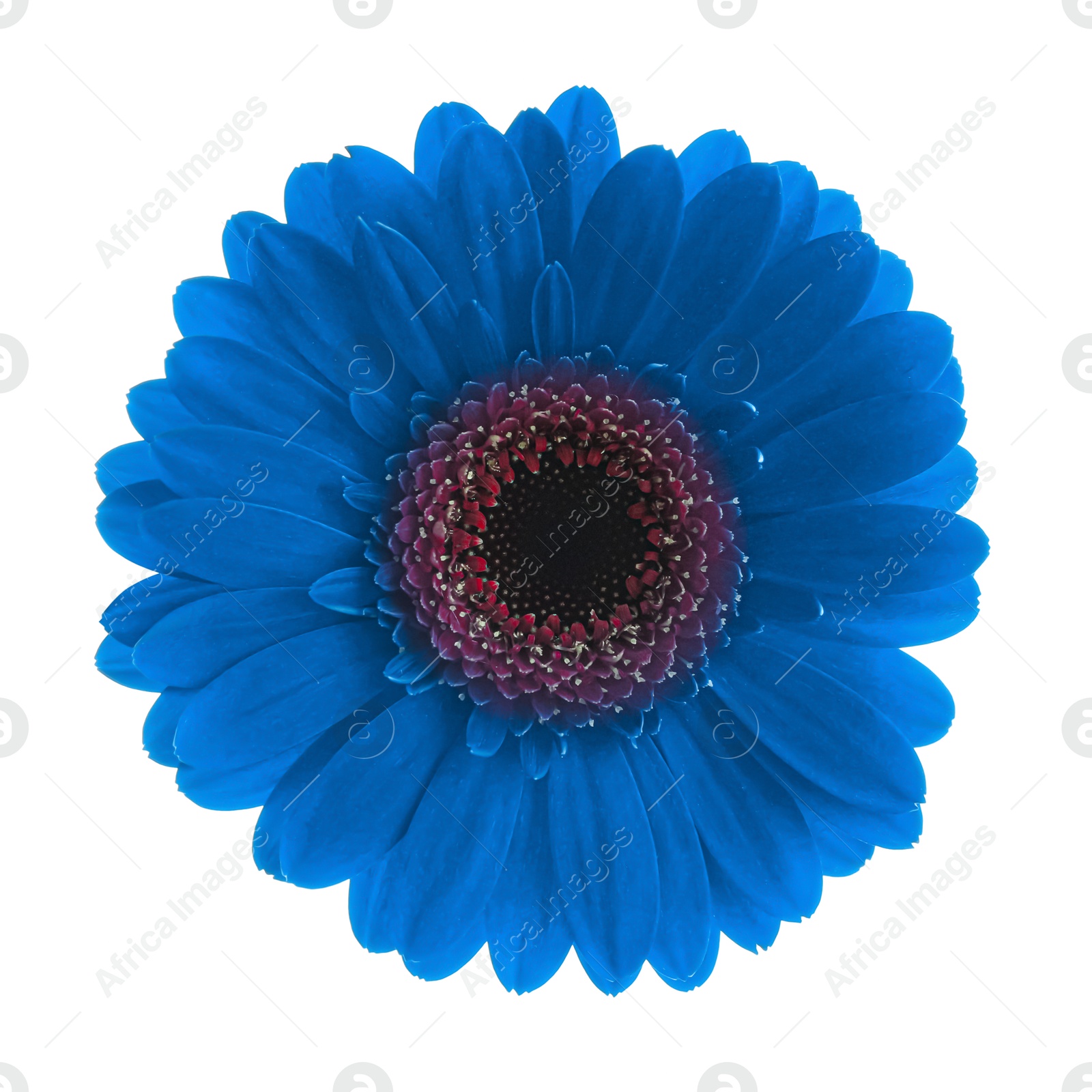 Image of Beautiful blue gerbera flower on white background