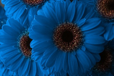 Image of Beautiful blue gerbera flowers as background, closeup