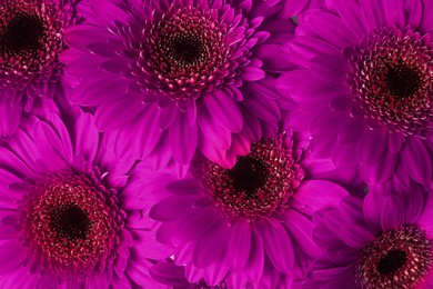 Image of Beautiful magenta color gerbera flowers as background