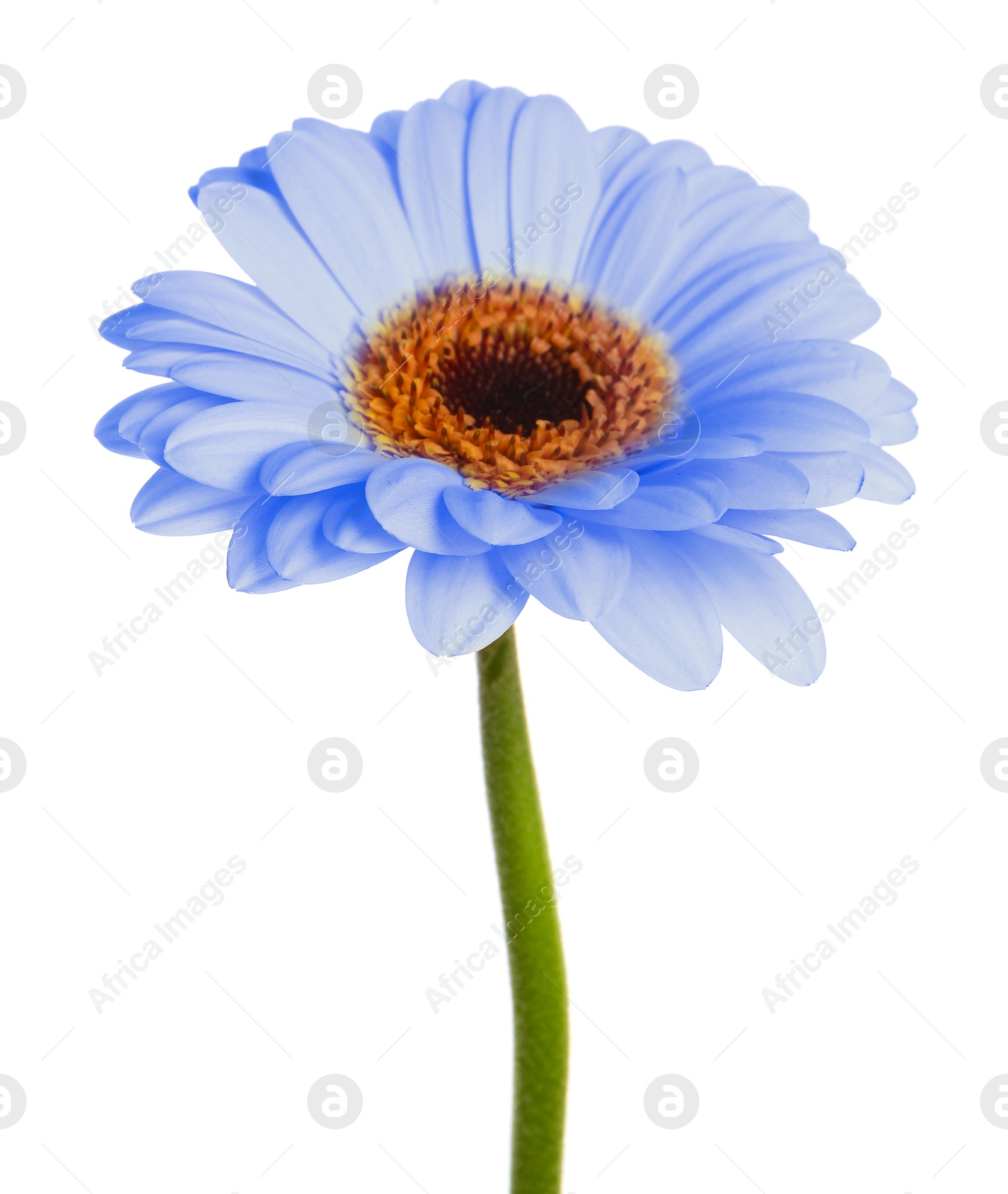 Image of Beautiful light blue gerbera flower on white background