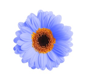 Image of Beautiful light blue gerbera flower on white background