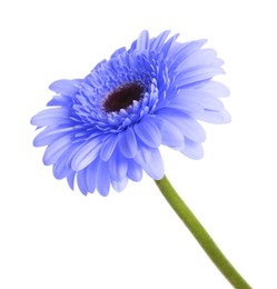 Image of Beautiful blue gerbera flower on white background