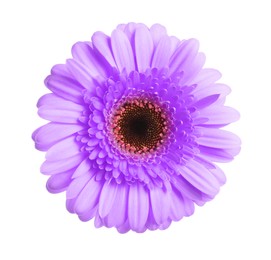 Beautiful violet gerbera flower on white background