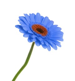 Beautiful blue gerbera flower on white background