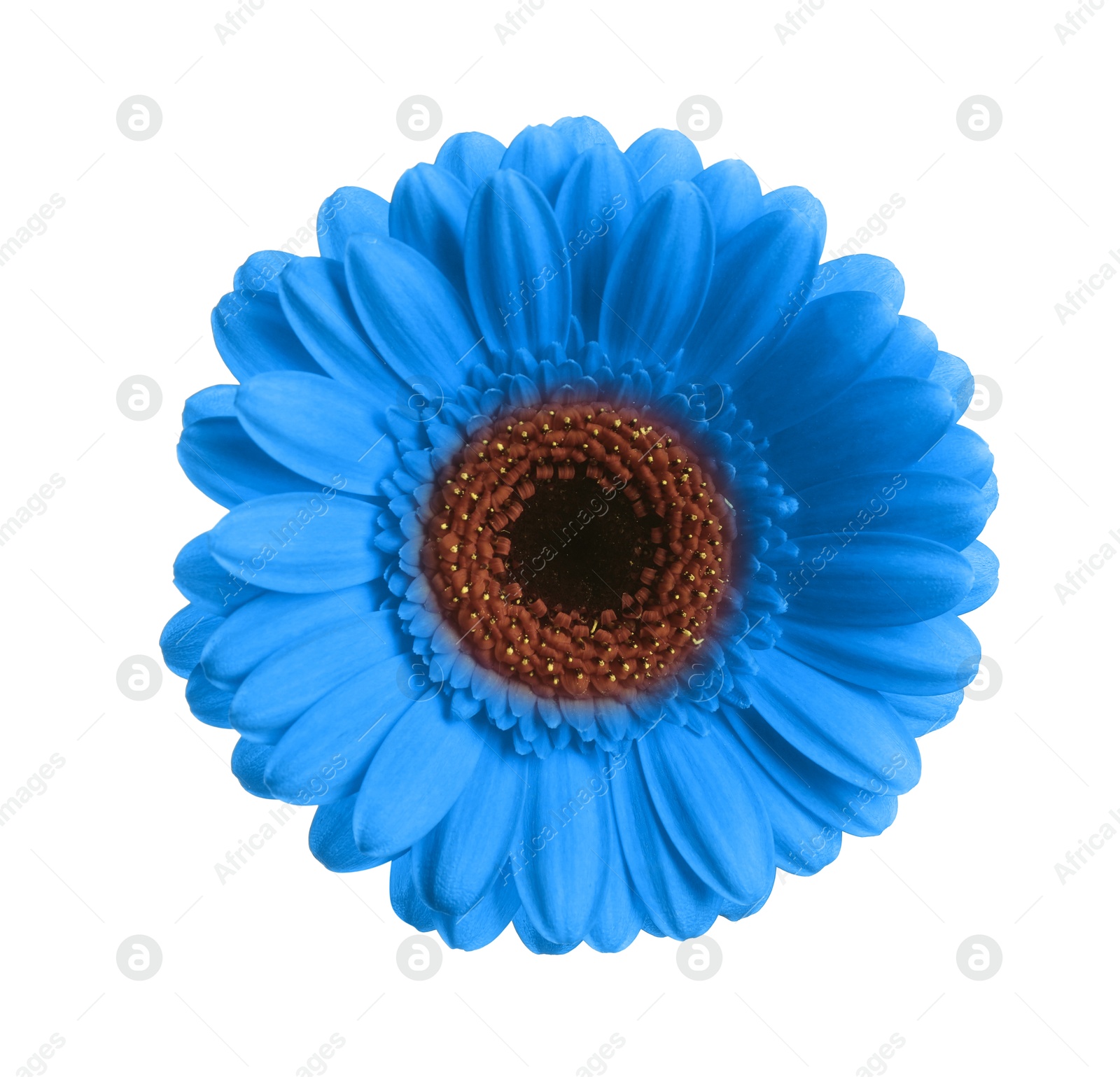 Image of Beautiful blue gerbera flower on white background