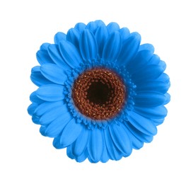 Image of Beautiful blue gerbera flower on white background