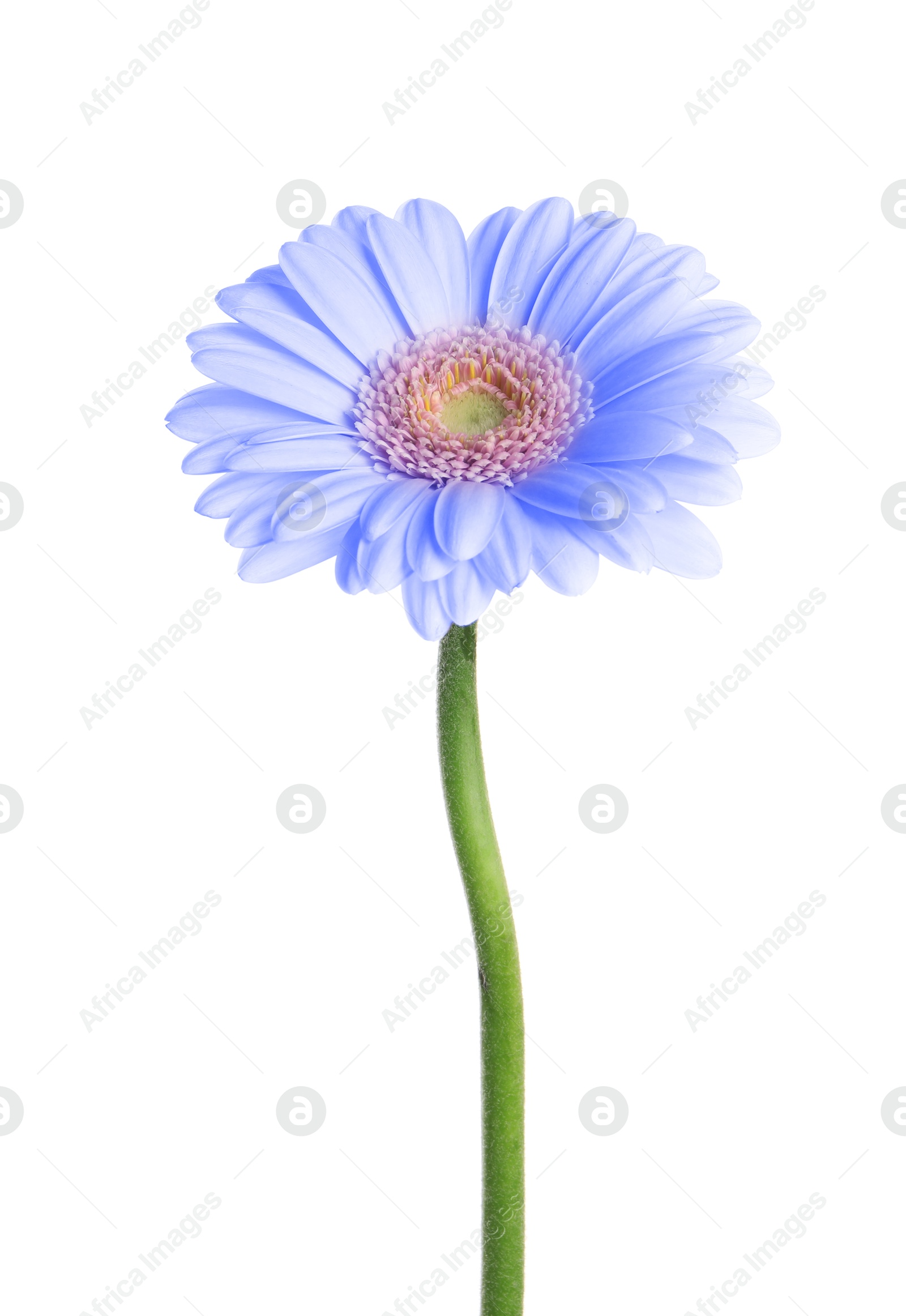 Image of Beautiful light blue gerbera flower on white background