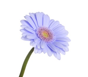 Image of Beautiful blue violet gerbera flower on white background