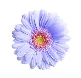 Image of Beautiful blue violet gerbera flower on white background