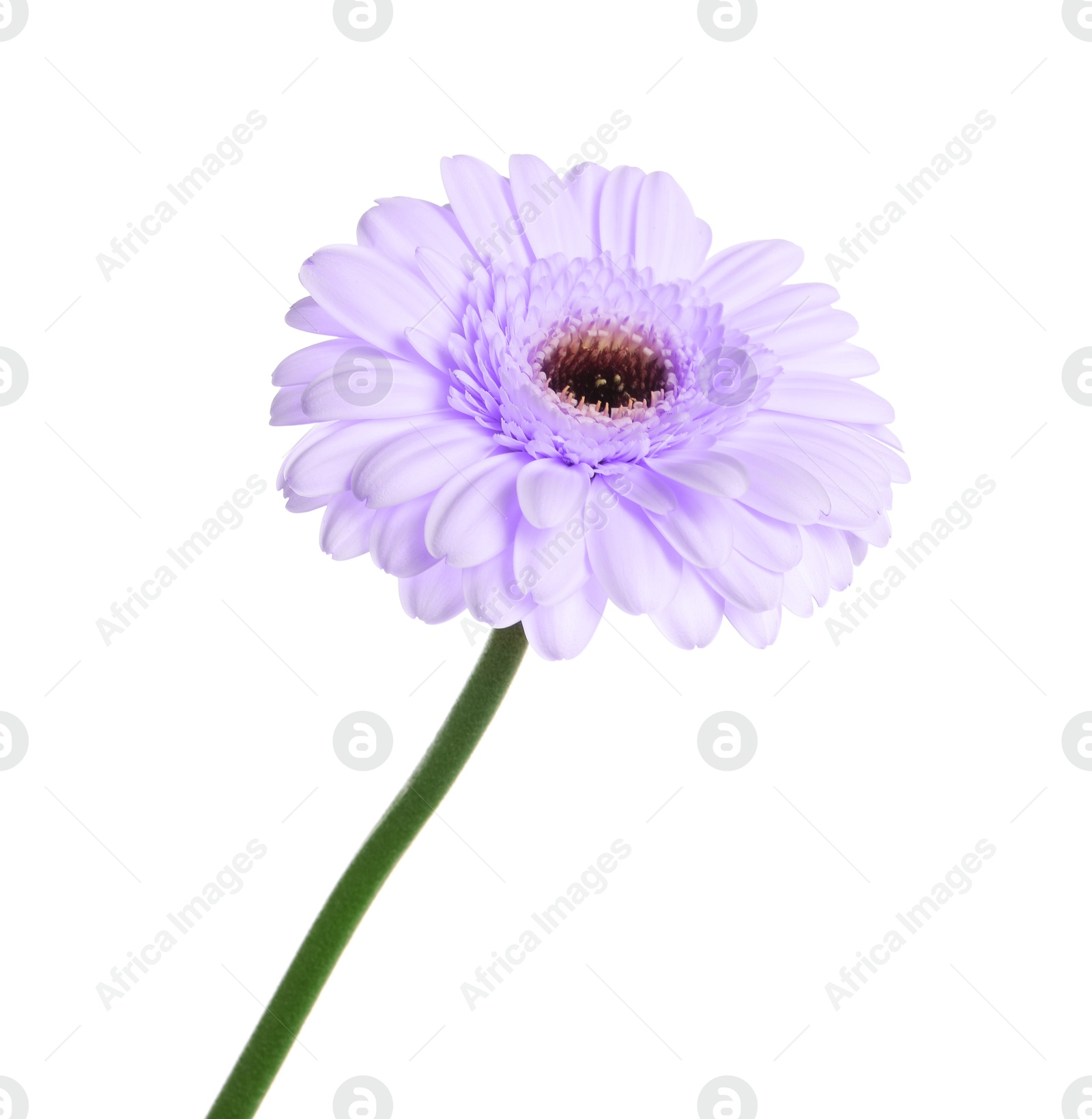 Image of Beautiful violet gerbera flower on white background