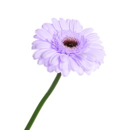 Image of Beautiful violet gerbera flower on white background