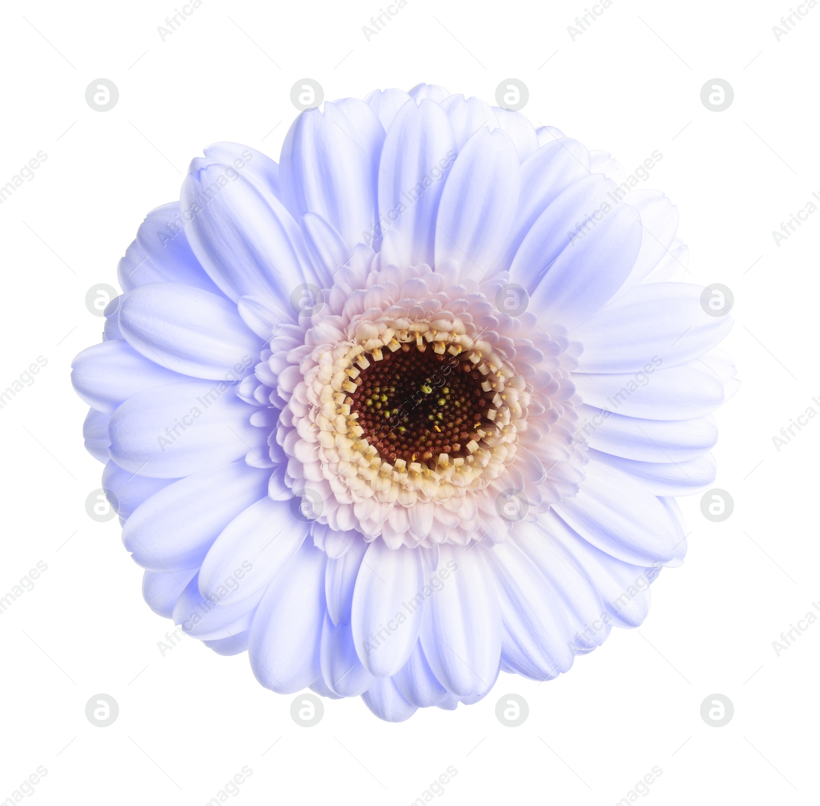 Image of Beautiful light blue gerbera flower on white background