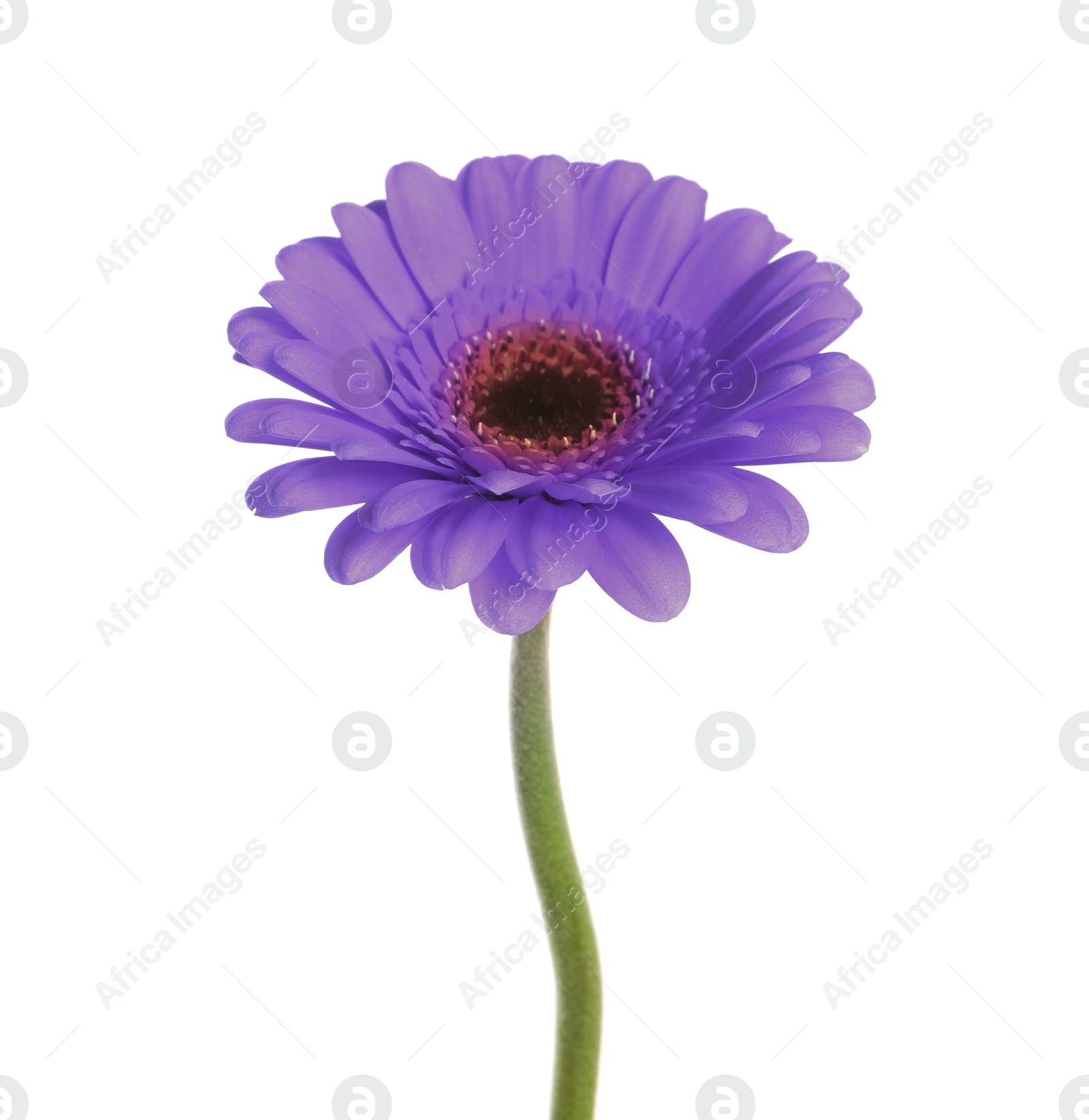 Image of Beautiful dark violet gerbera flower on white background