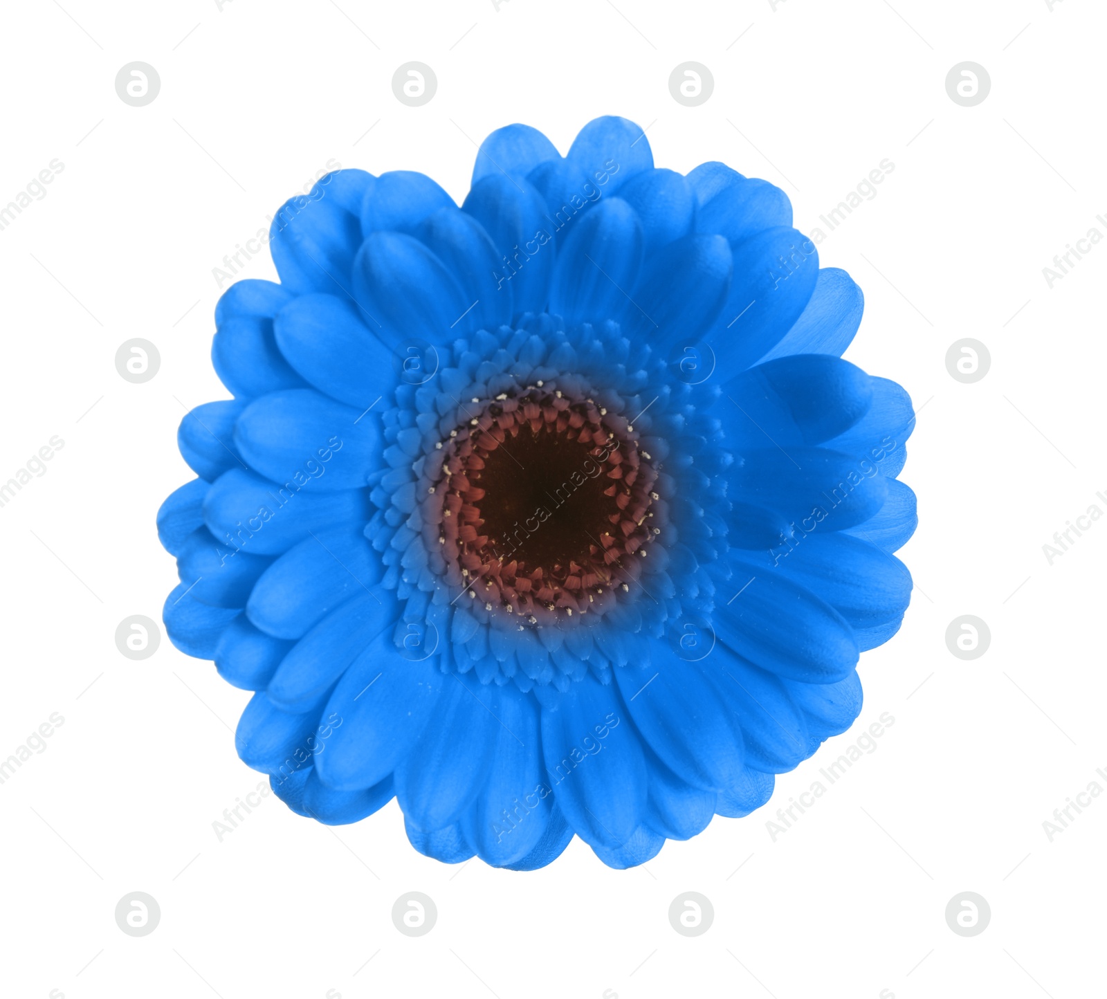 Image of Beautiful light blue gerbera flower on white background