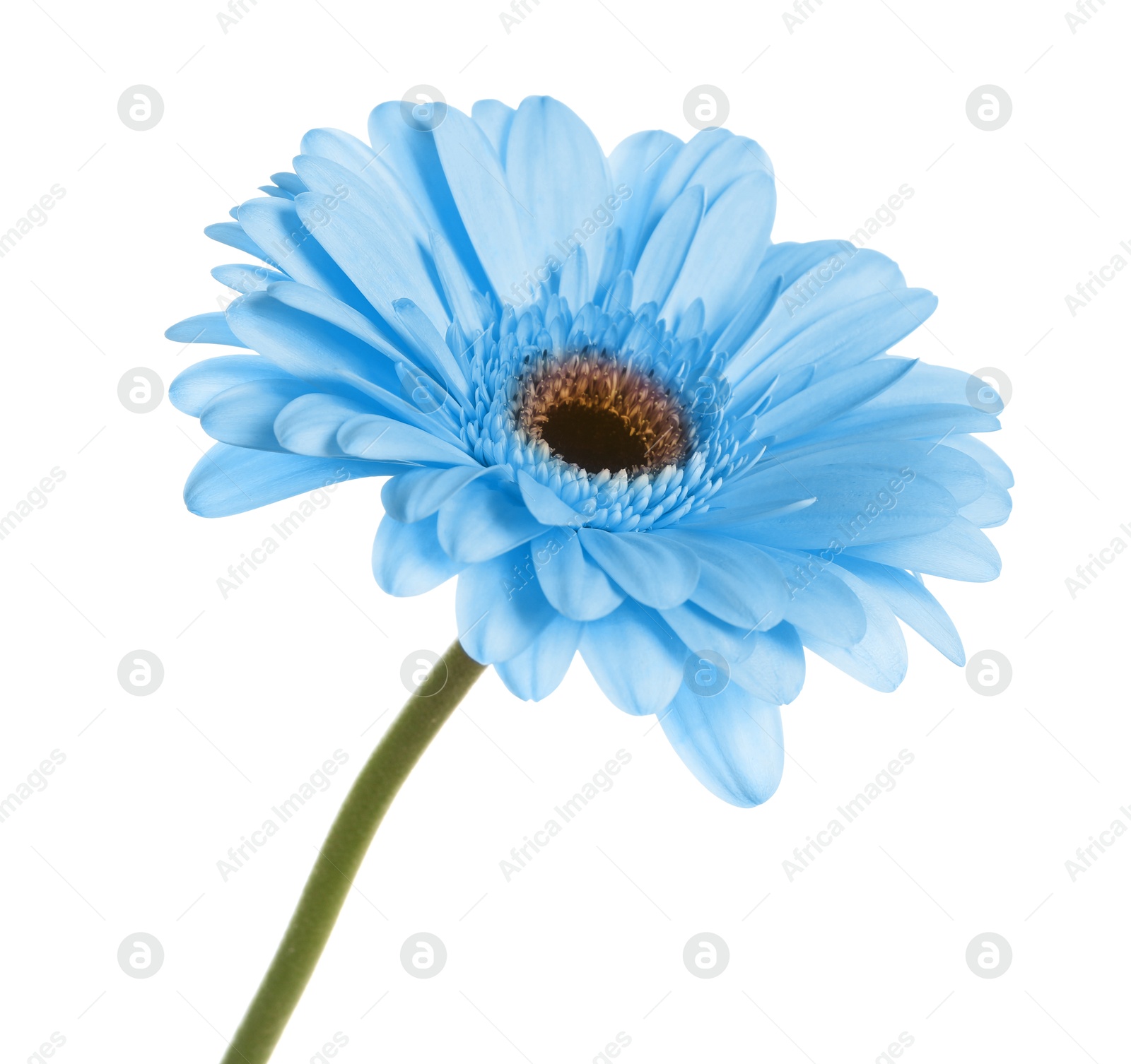 Image of Beautiful light blue gerbera flower on white background