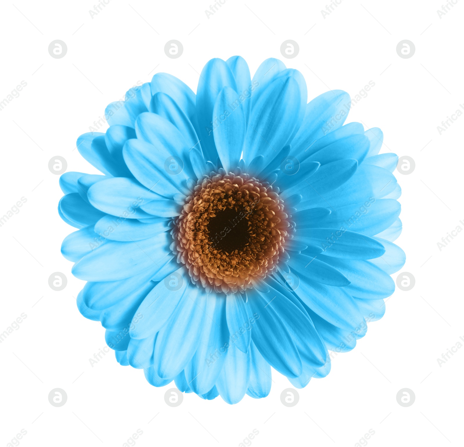 Image of Beautiful light blue gerbera flower on white background