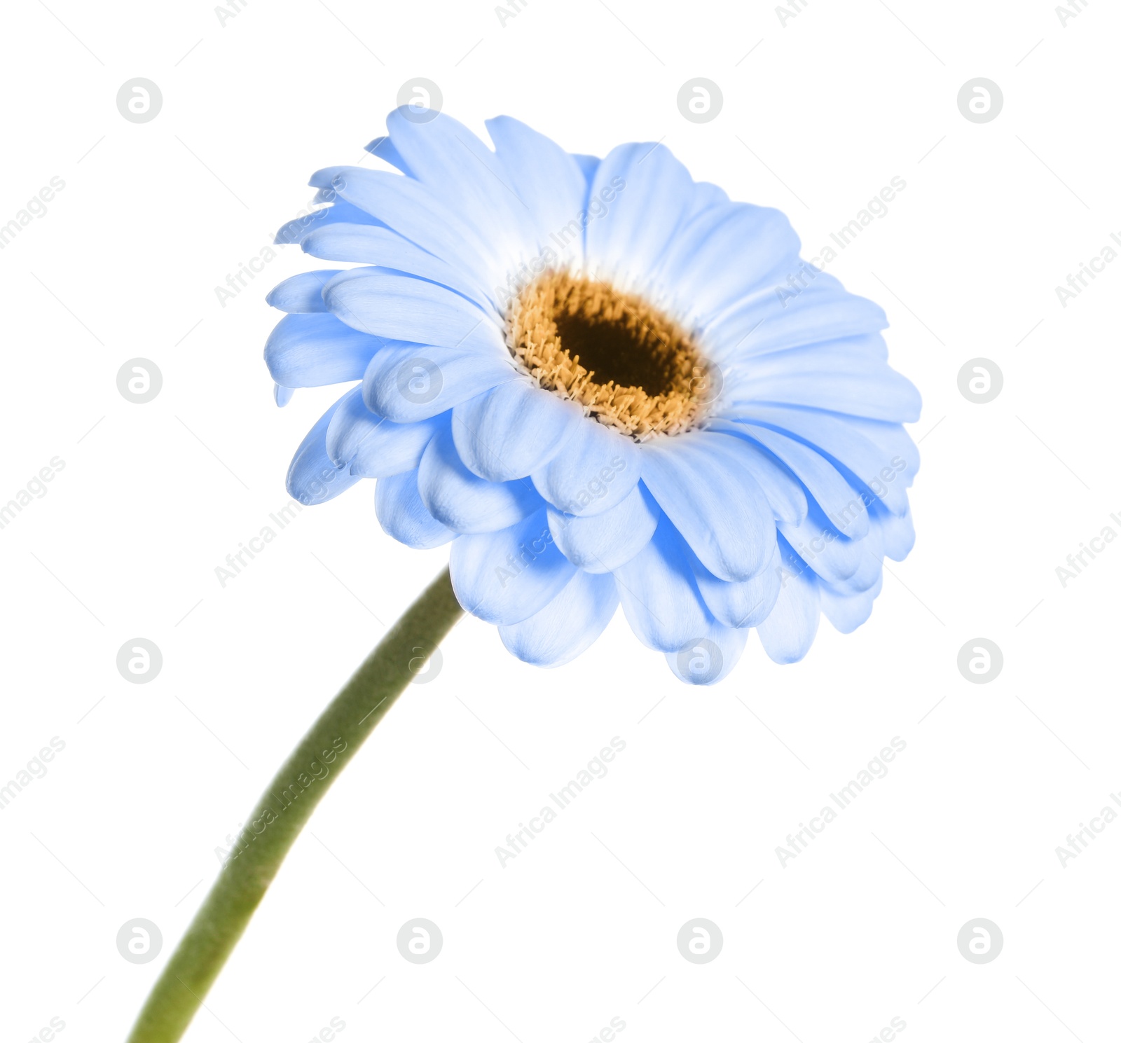 Image of Beautiful light blue gerbera flower on white background