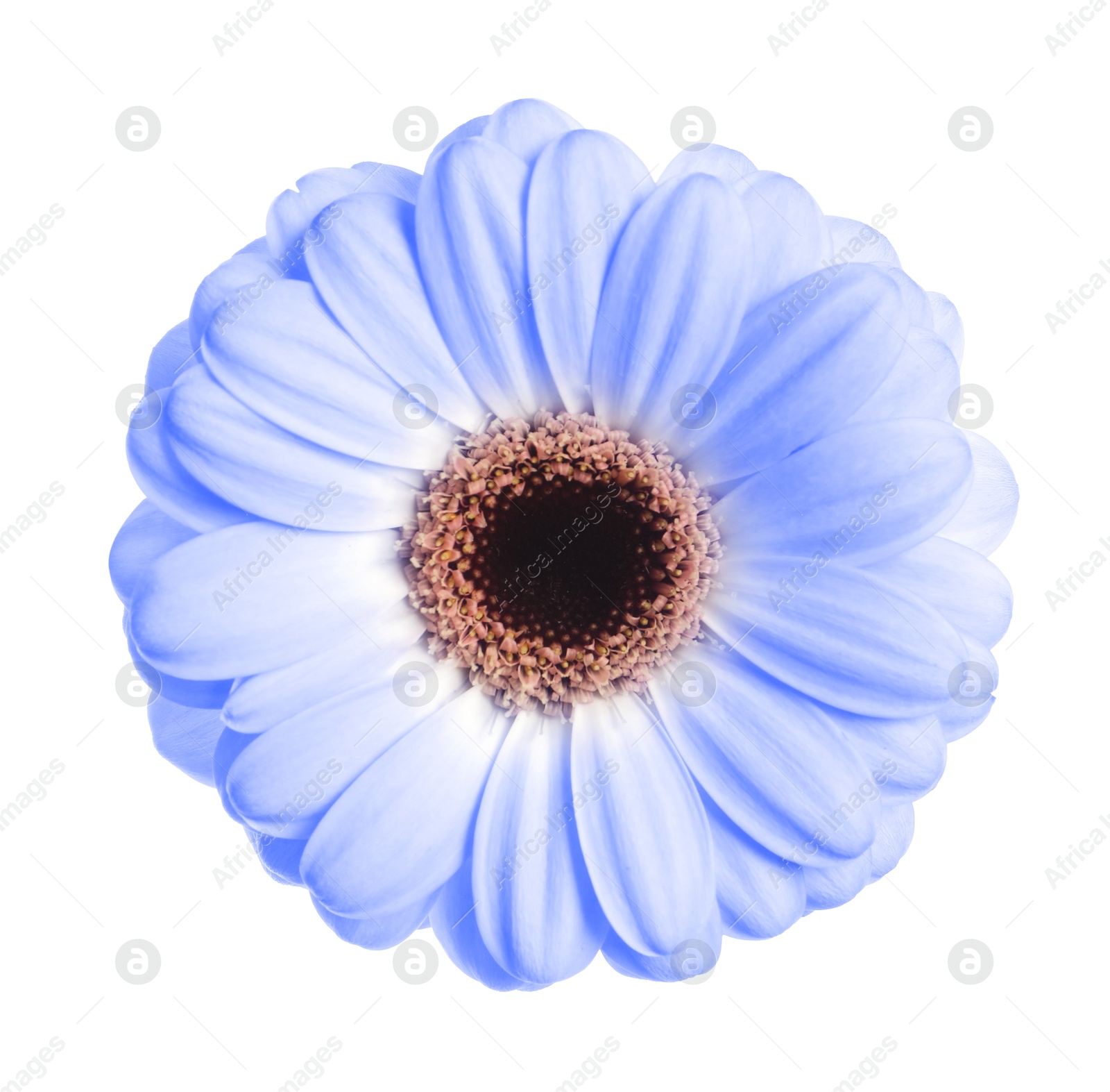 Image of Beautiful light blue gerbera flower on white background