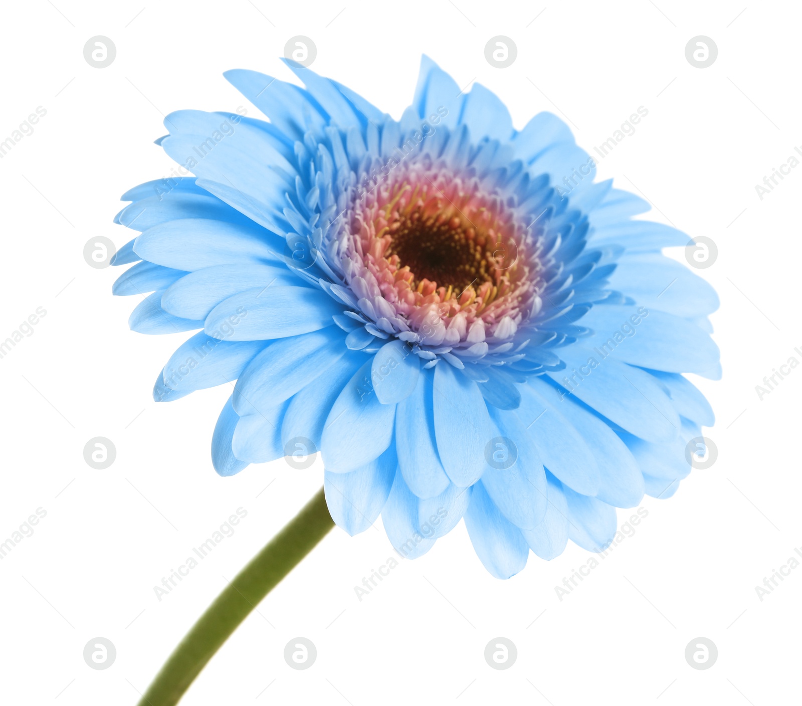 Image of Beautiful light blue gerbera flower on white background