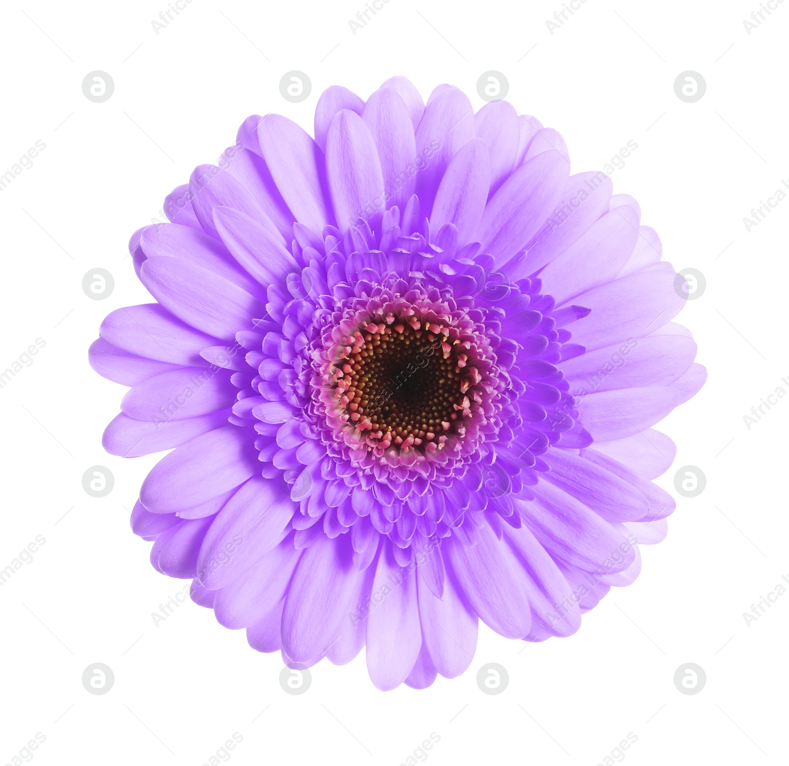 Image of Beautiful violet gerbera flower on white background