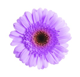 Image of Beautiful violet gerbera flower on white background