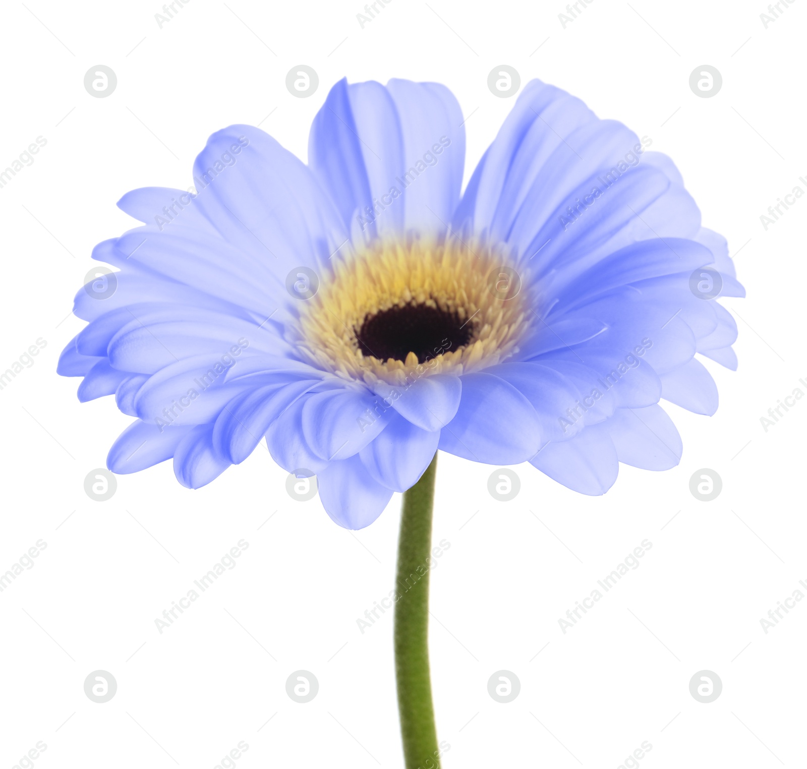 Image of Beautiful light blue gerbera flower on white background