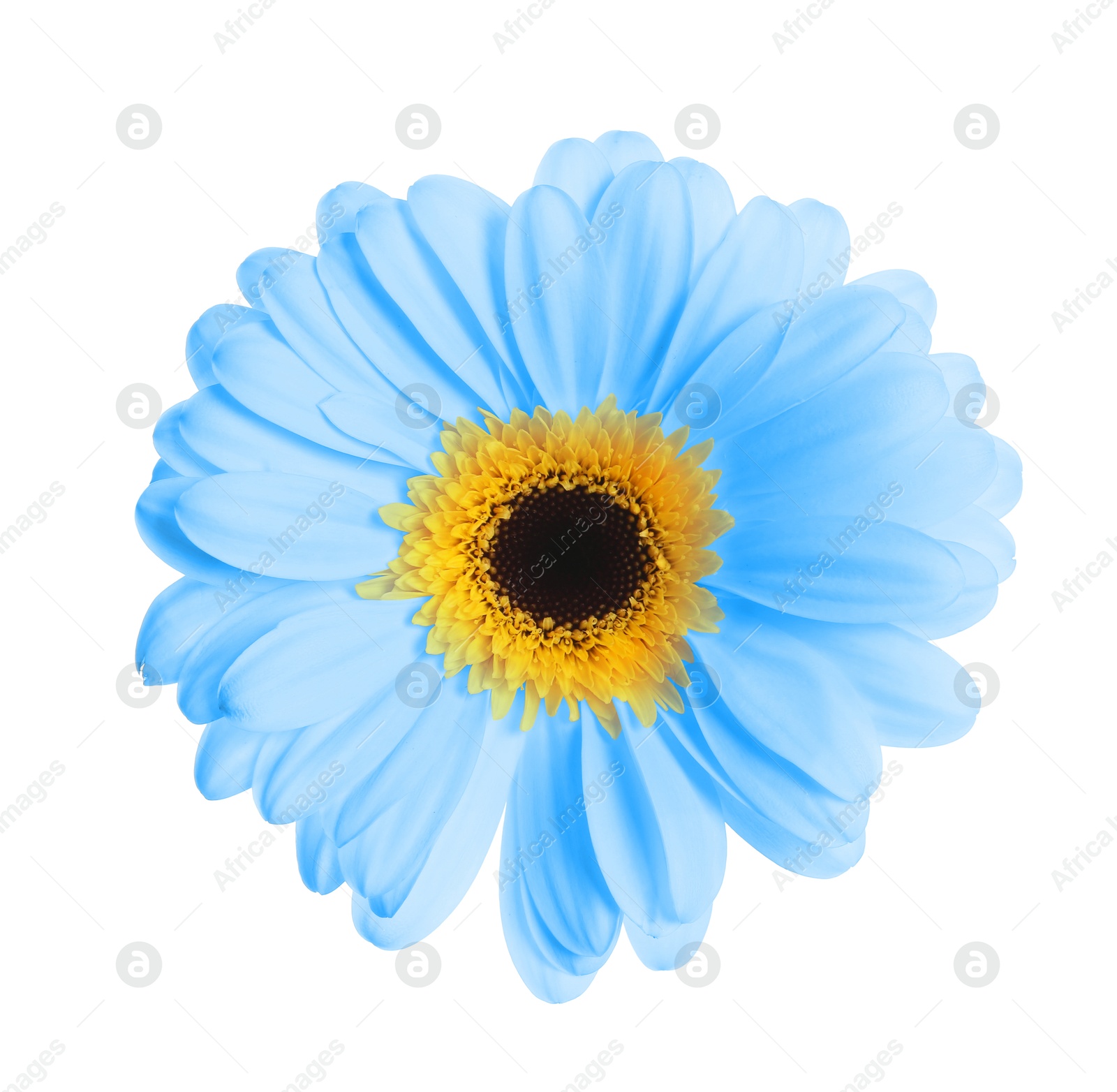 Image of Beautiful light blue gerbera flower on white background