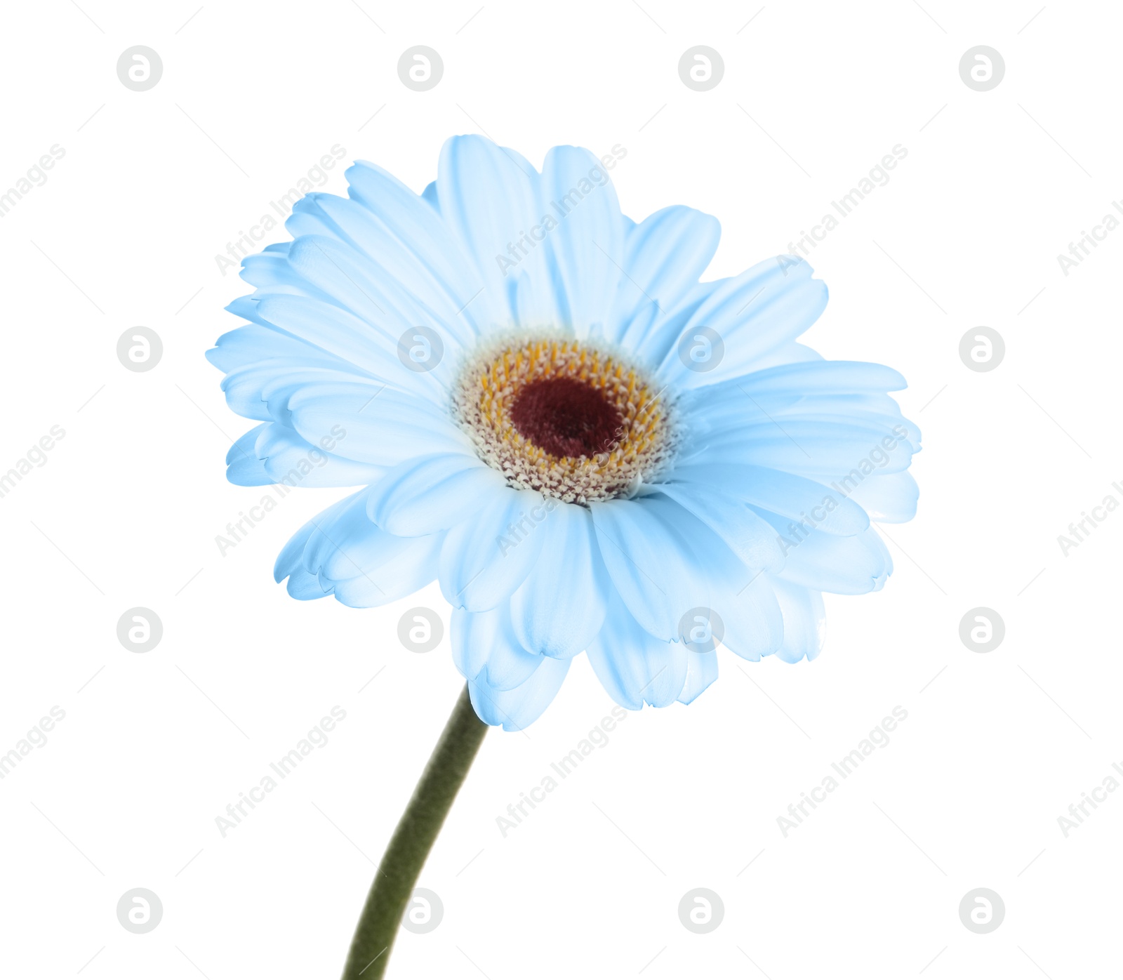 Image of Beautiful light blue gerbera flower on white background