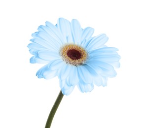 Image of Beautiful light blue gerbera flower on white background