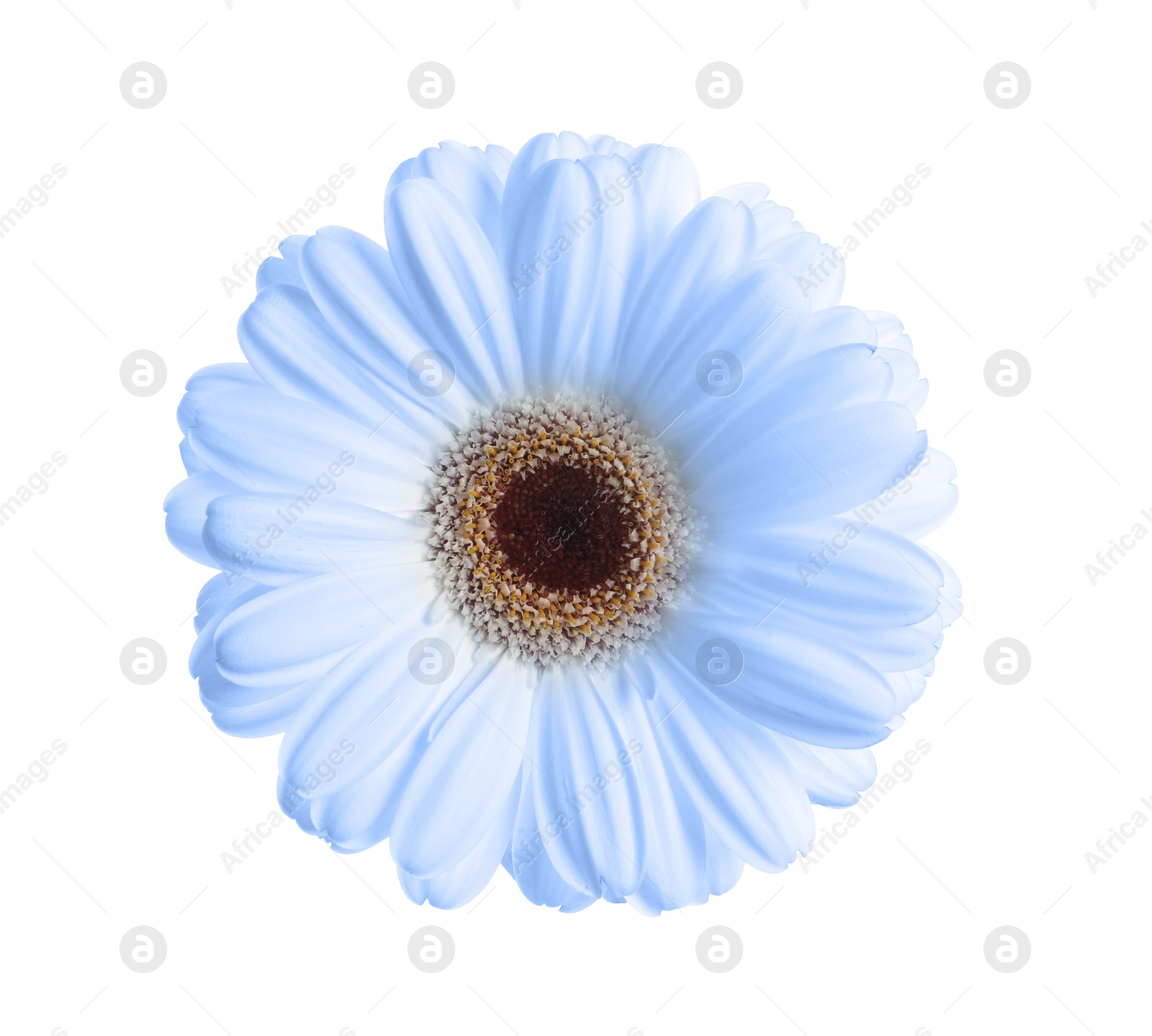 Image of Beautiful light blue gerbera flower on white background