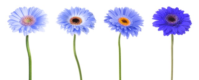 Image of Beautiful gerbera flowers in shades of blue on white background