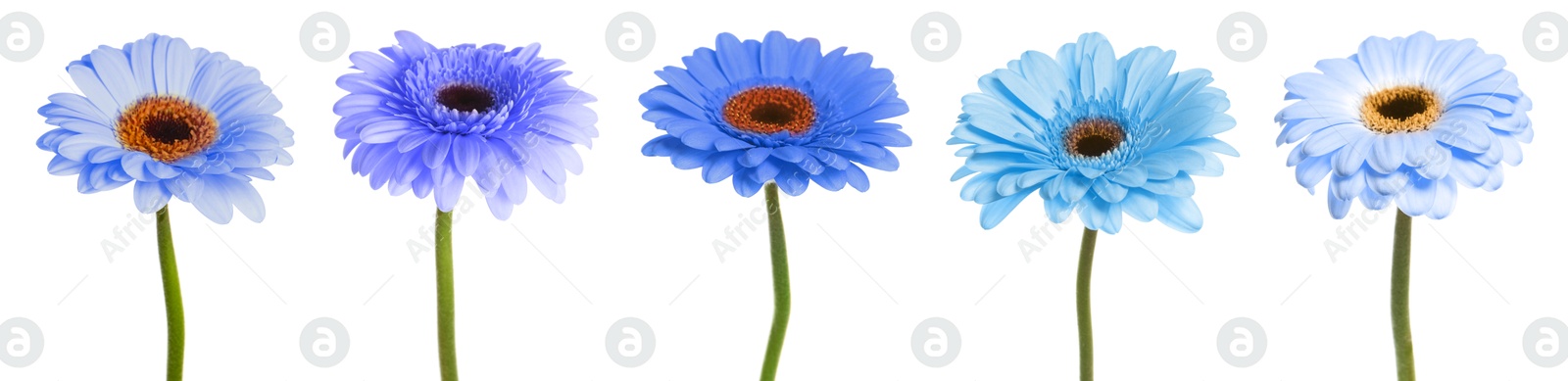 Image of Beautiful gerbera flowers in shades of blue on white background