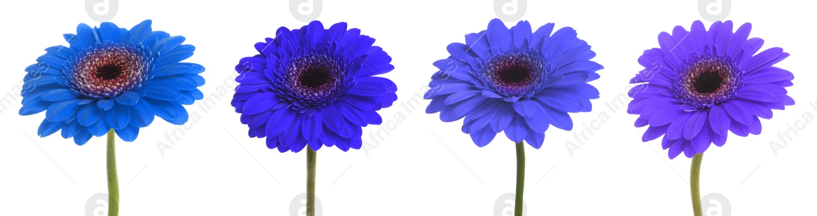 Image of Beautiful gerbera flowers in shades of blue on white background