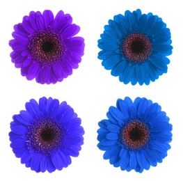 Beautiful gerbera flowers in shades of blue and violet on white background