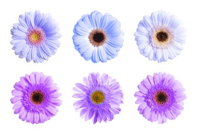 Image of Beautiful gerbera flowers in shades of blue and violet on white background