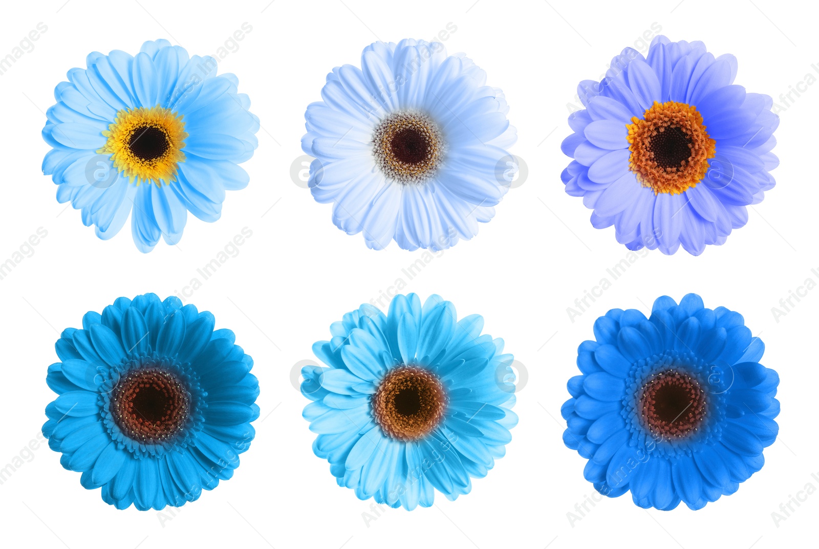 Image of Beautiful gerbera flowers in shades of blue on white background