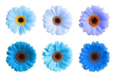 Image of Beautiful gerbera flowers in shades of blue on white background